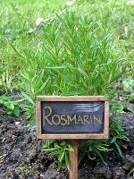 Rosmarin