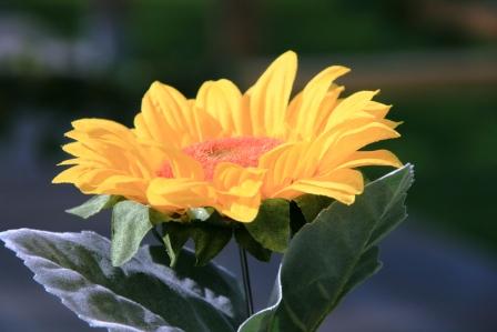 Sonnenblume