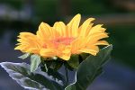 Sonnenblume © LJH