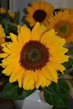 Sonnenblume © LJH Schießstattgasse